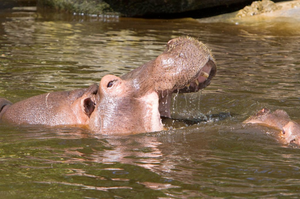 Hippos overrunning South&nbsp;America?