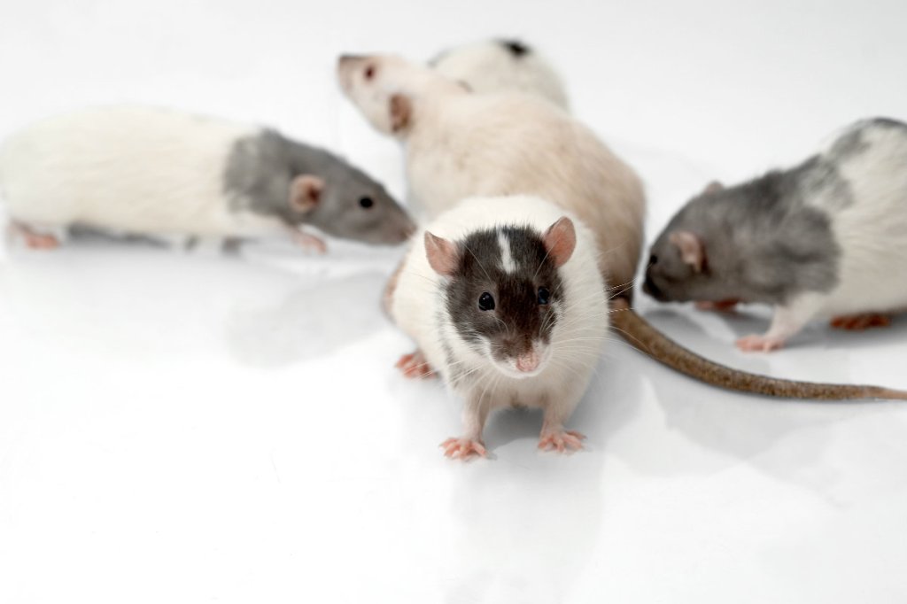 Were you part of Facebook’s psychological&nbsp;experiments?