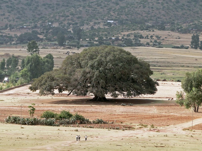 ¿Hay un mensaje secreto en el incidente del higuera&nbsp;muerta?