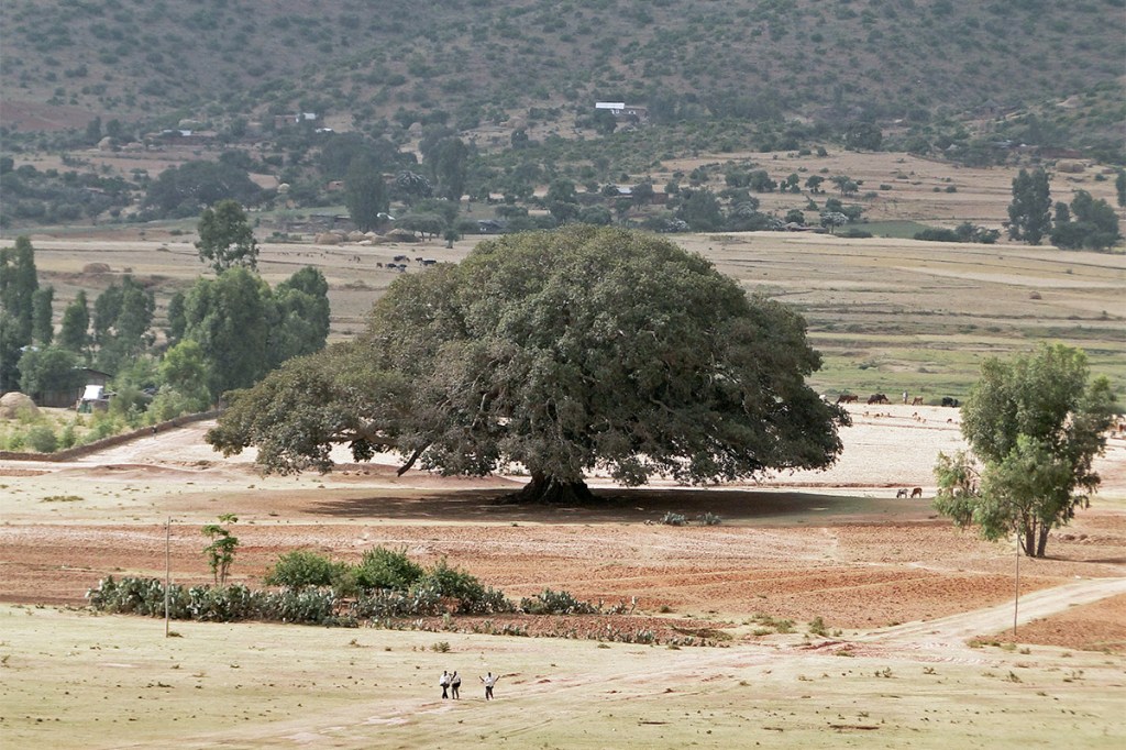 65 | Is there a secret message in the dead fig tree&nbsp;incident?