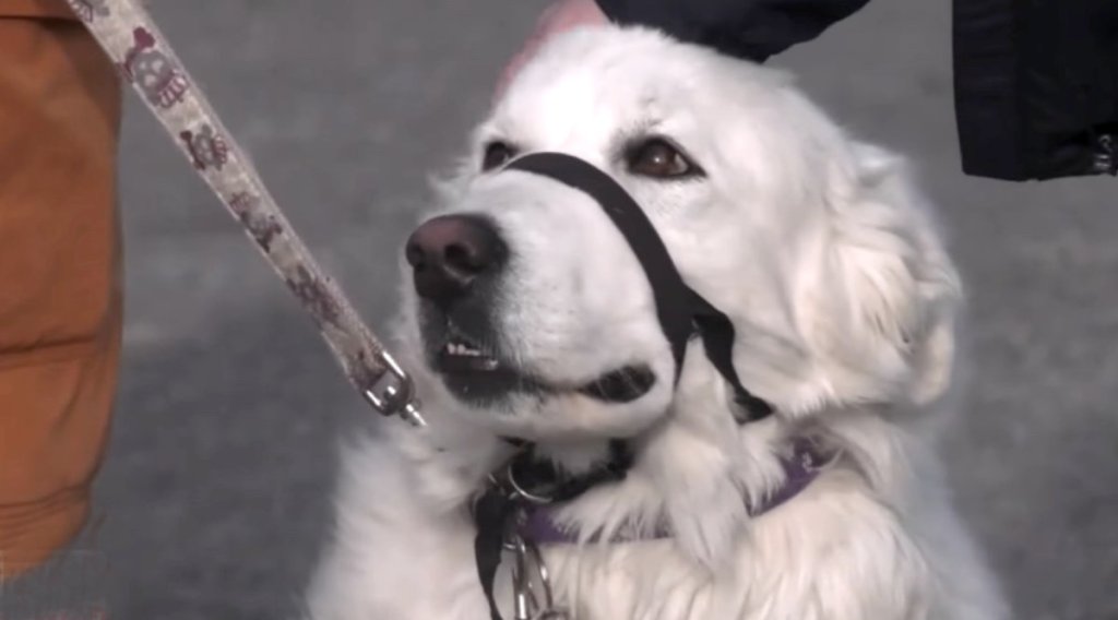 Video: Dog stops car after owner collapses from&nbsp;seizure