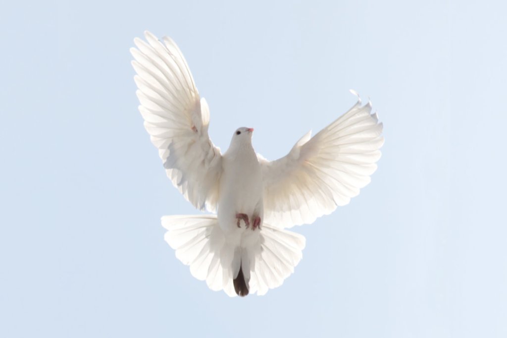 The Difference Between the Political Spirit and the Christian&nbsp;Spirit