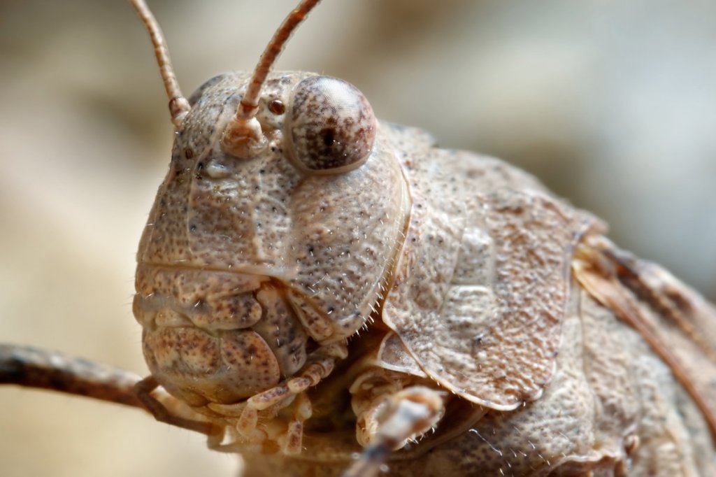 Satanic attacks becoming more blatant and&nbsp;deceptive