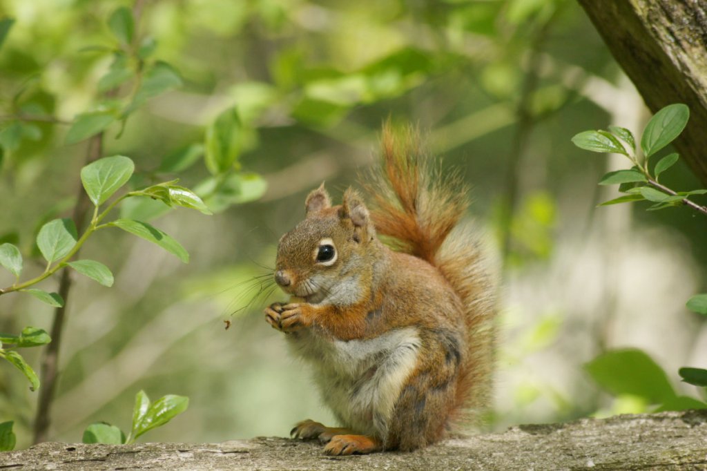 Video: Mama squirrel adopts&nbsp;orphan
