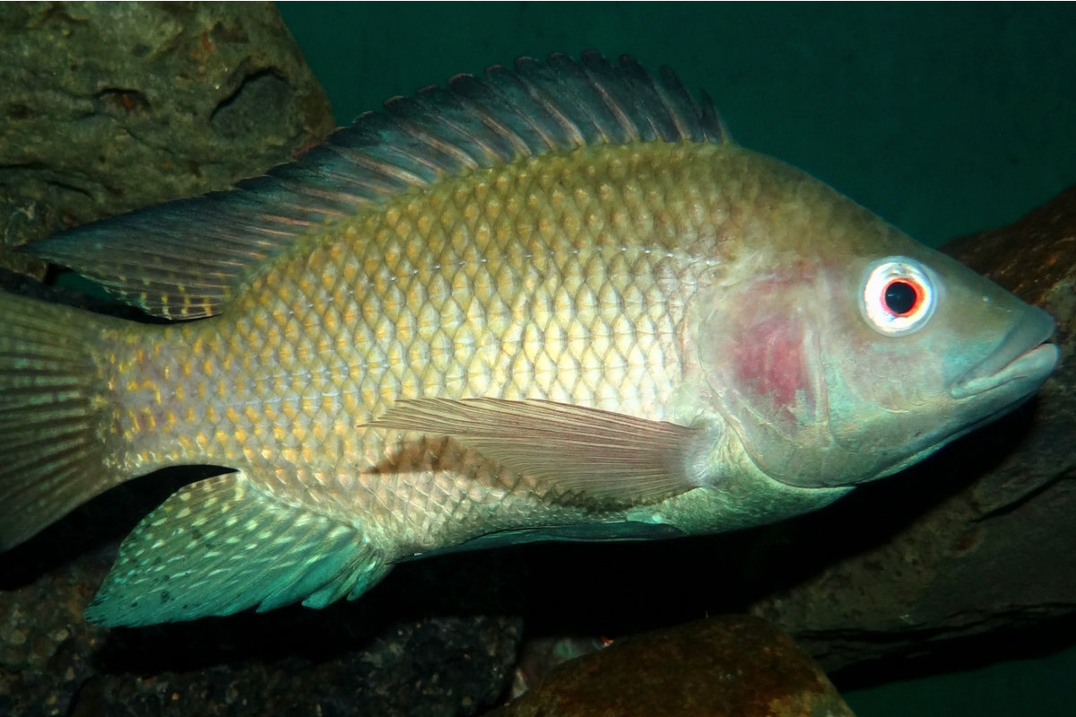 Temple Fish 69 | When Jesus paid the Temple Tax, and why – OpentheWord.org