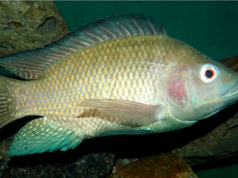 Cuando Jesús pagó el impuesto del templo, y por&nbsp;qué