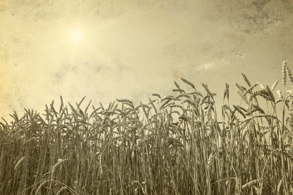 Canada: Prime Minister Trudeau plans to starve the world to save&nbsp;it