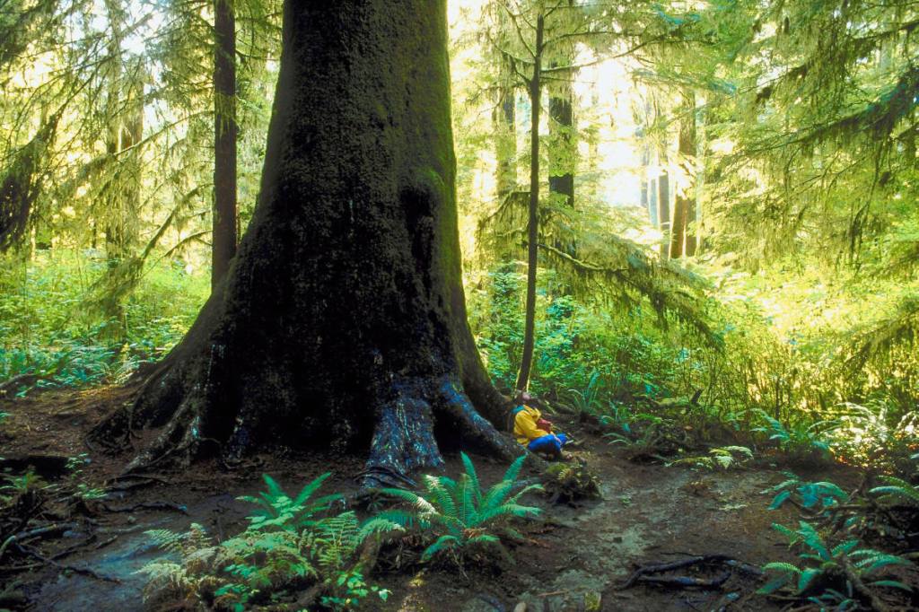 The War in the Woods: Whose god will win, Racism or the&nbsp;Environment?