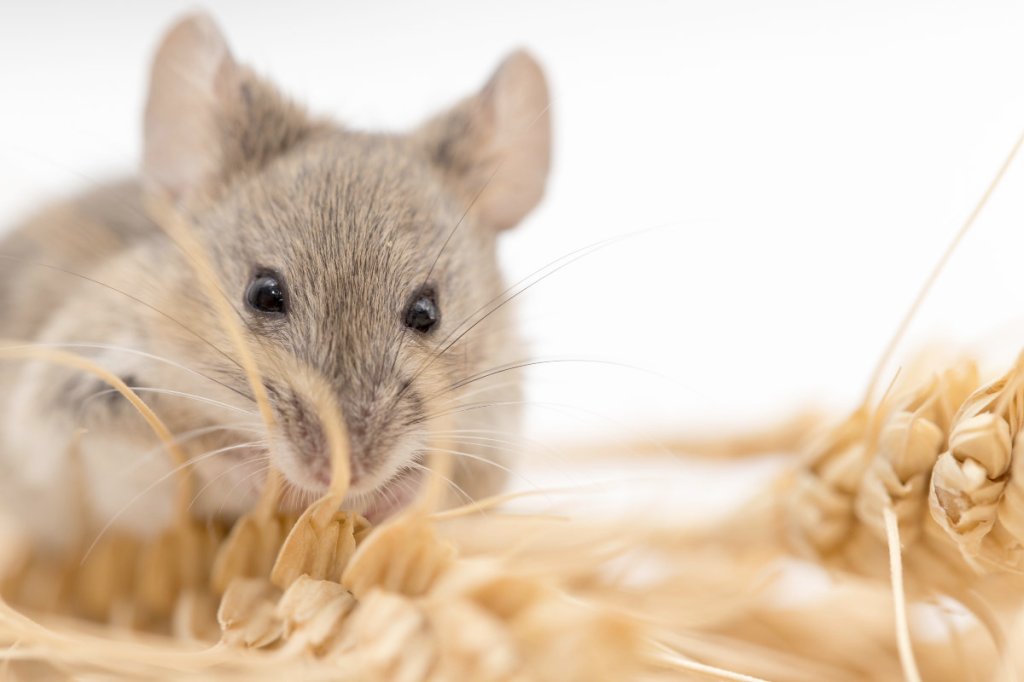 Australia’s mouse plague, not for the&nbsp;squeamish