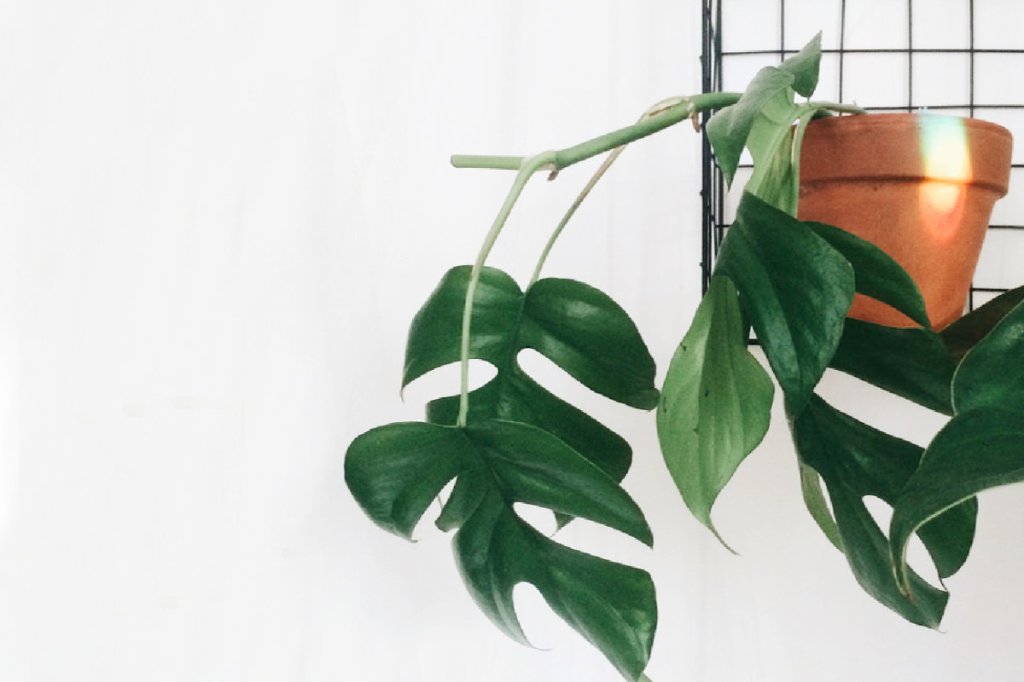 Check your HOUSE&nbsp;PLANTS!