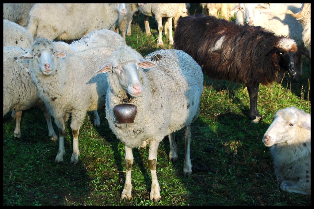 Video: Bucket defeats Ram 4-3 in close&nbsp;match