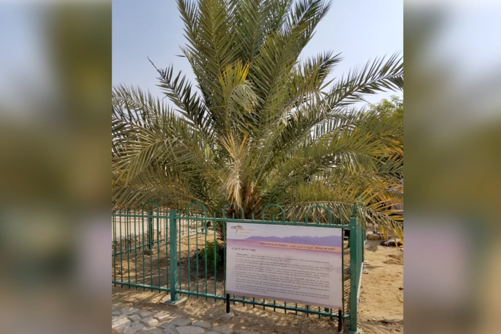 Meet Methuselah, a Date Palm, grown from a 2,000-year-old&nbsp;seed
