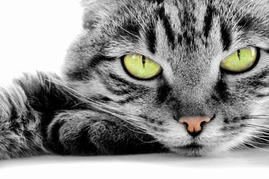 Loveable pet cats: Study says it’s all a&nbsp;facade