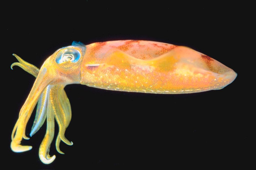 The squid that stared down&nbsp;evolutionists