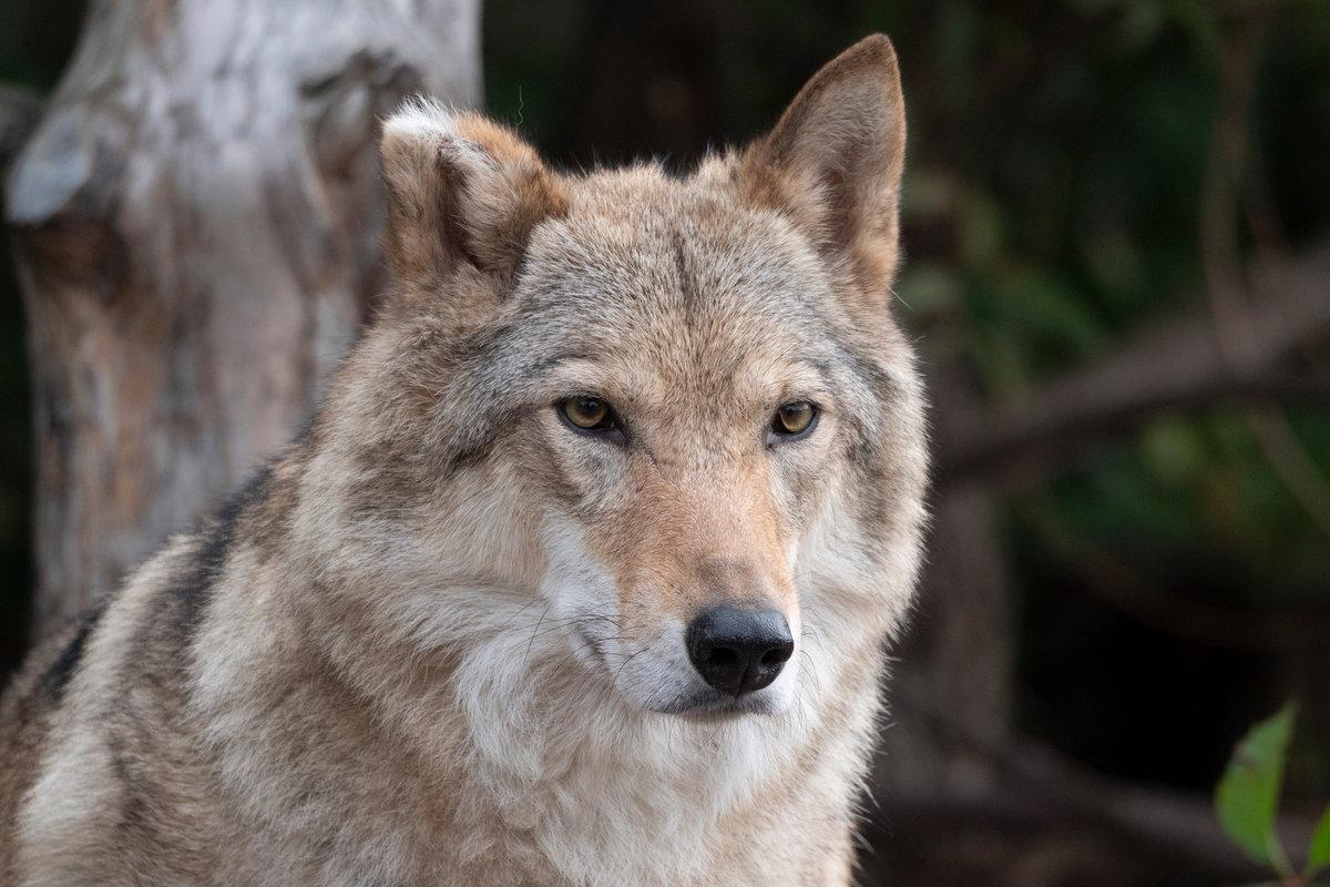 Picture of a lone wolf