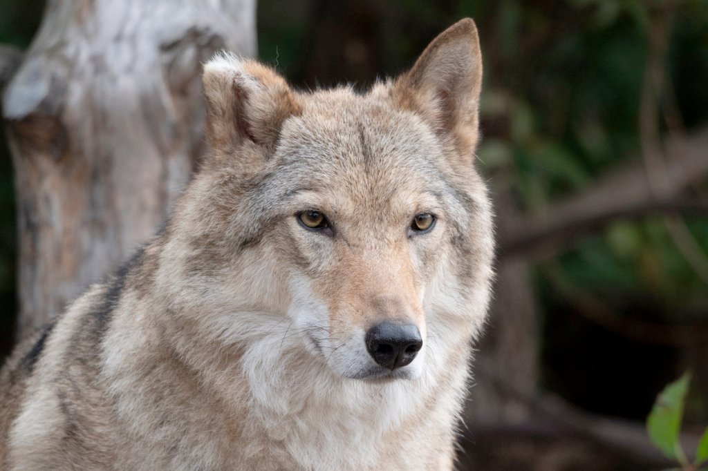 Beware of wolves in sheep’s clothing: Is the FBI infiltrating conservative Christian&nbsp;groups?