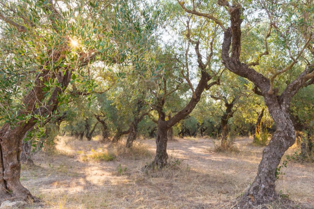 Only 51% of Evangelicals believe the Jews are God’s chosen&nbsp;people