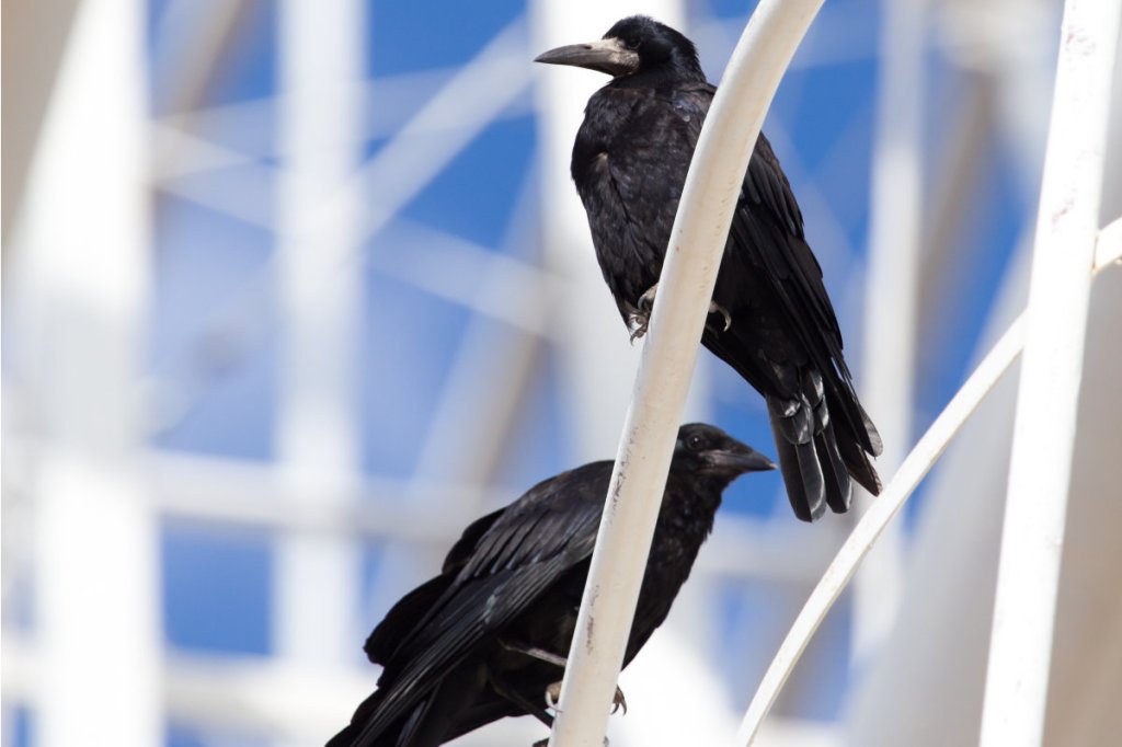 Not so bird-brained! How crows protect their favorite&nbsp;tools