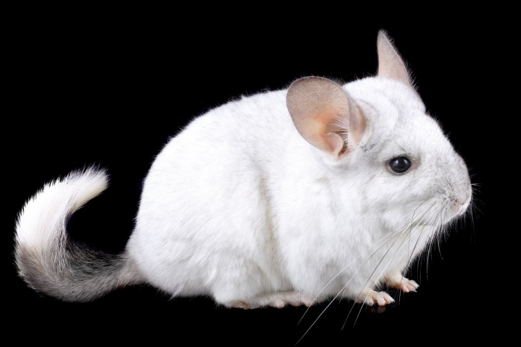 Sharper than a two-edged&nbsp;rat?