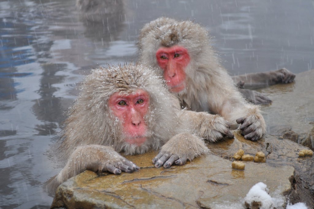 Video: Snow monkey stunned by a magic&nbsp;trick
