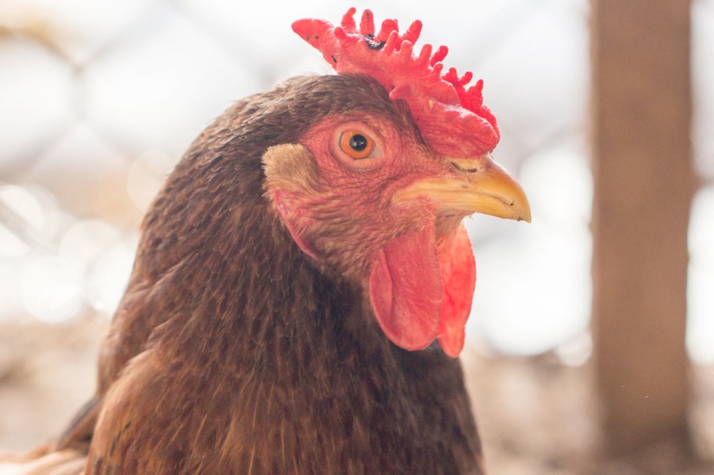 Security foils chicken break-in at&nbsp;Pentagon