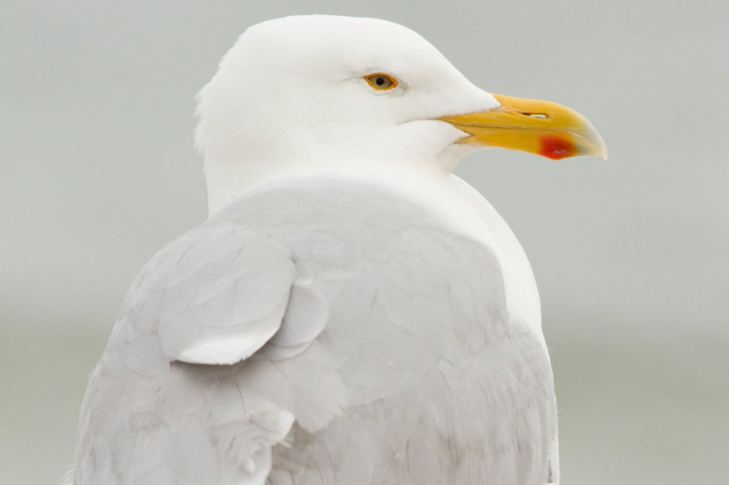 Meet a ‘serial shoplifter’