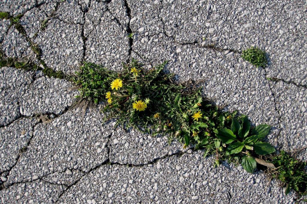 Weeds in the&nbsp;driveway