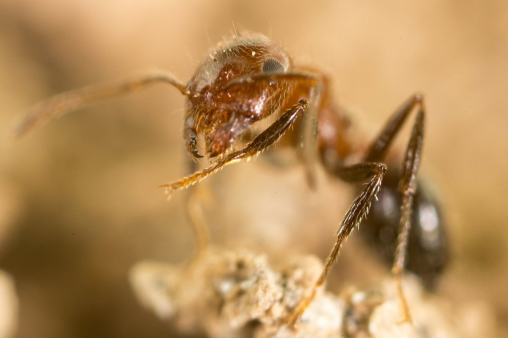 Ants, not aunts, order books off&nbsp;Amazon