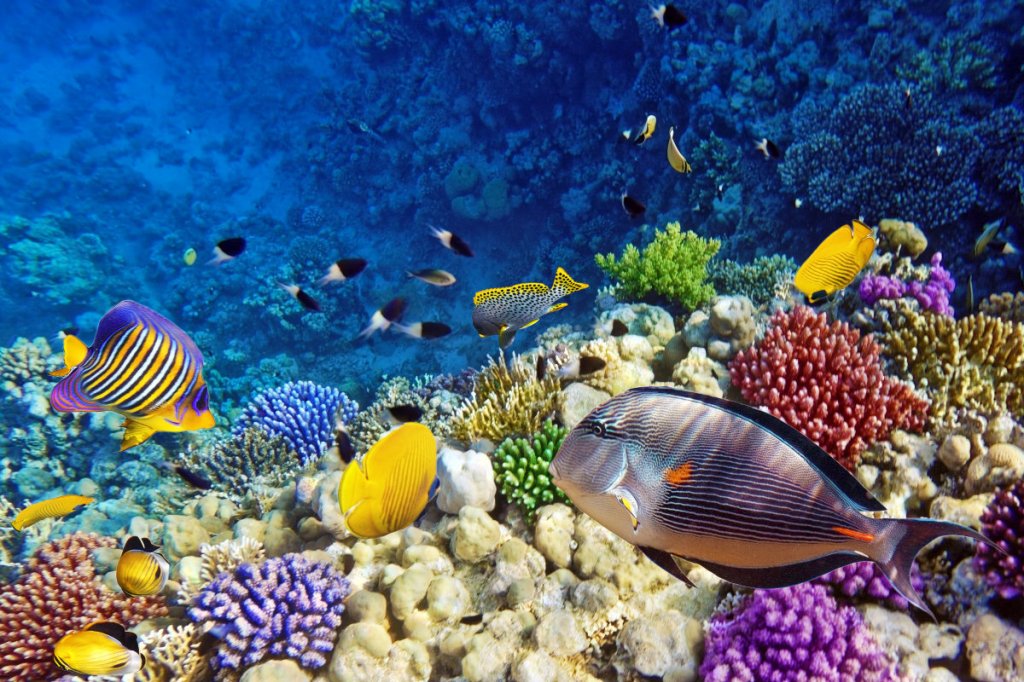 Australia’s Great Barrier Reef is roaring&nbsp;back