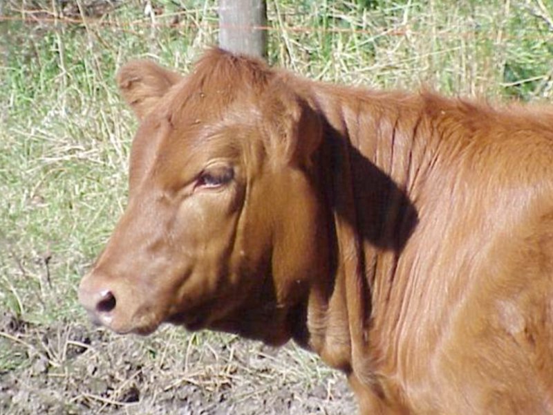 Los judíos ortodoxos están a punto de sacrificar una becerra&nbsp;roja