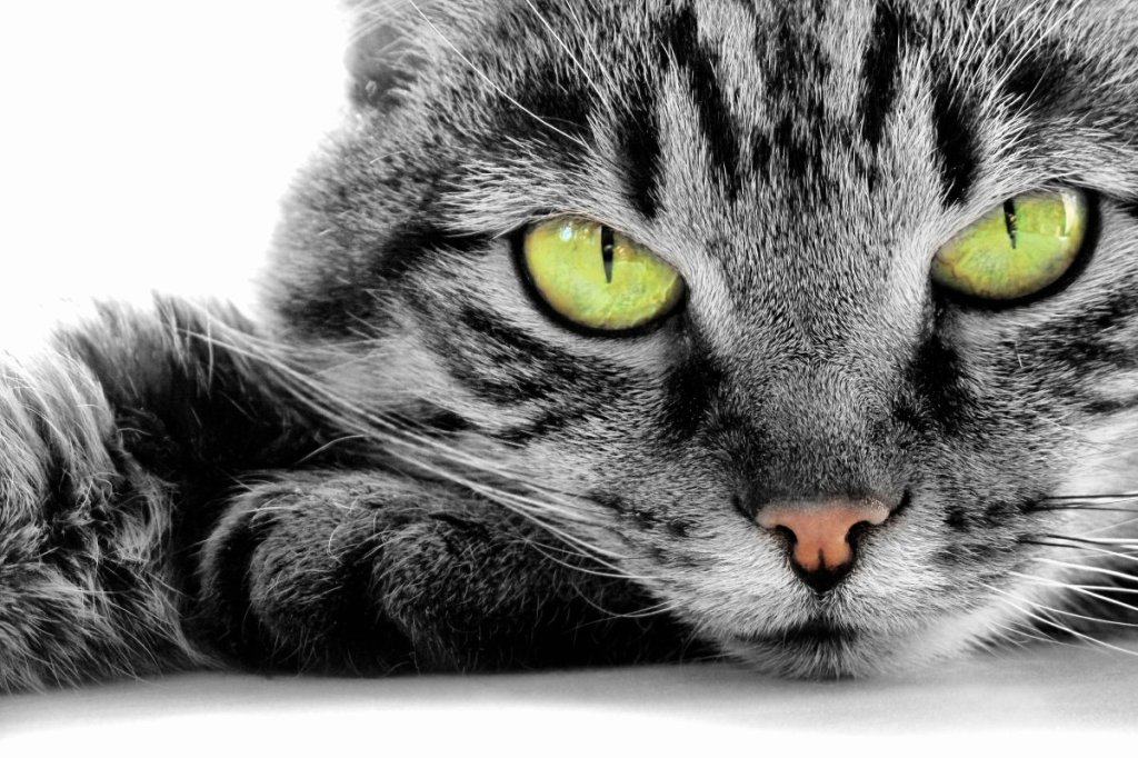 God Can Use a&nbsp;Cat