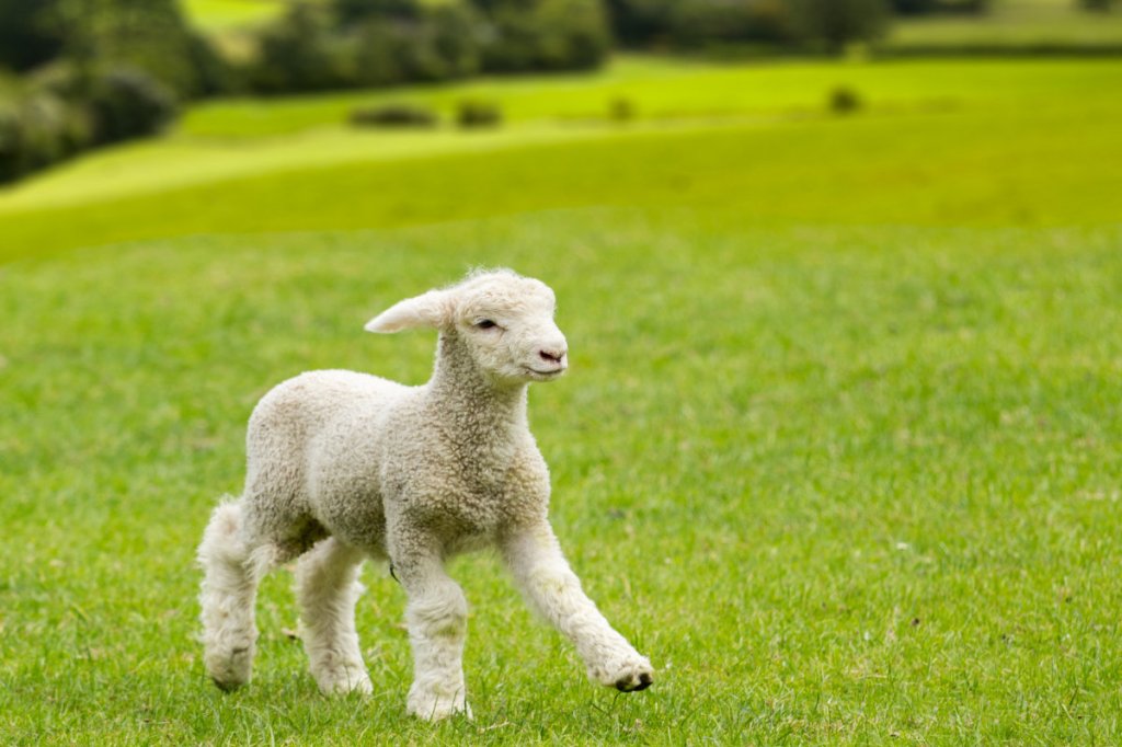 Survey: Less than half of born-again Christians believe Jesus led a sinless&nbsp;life