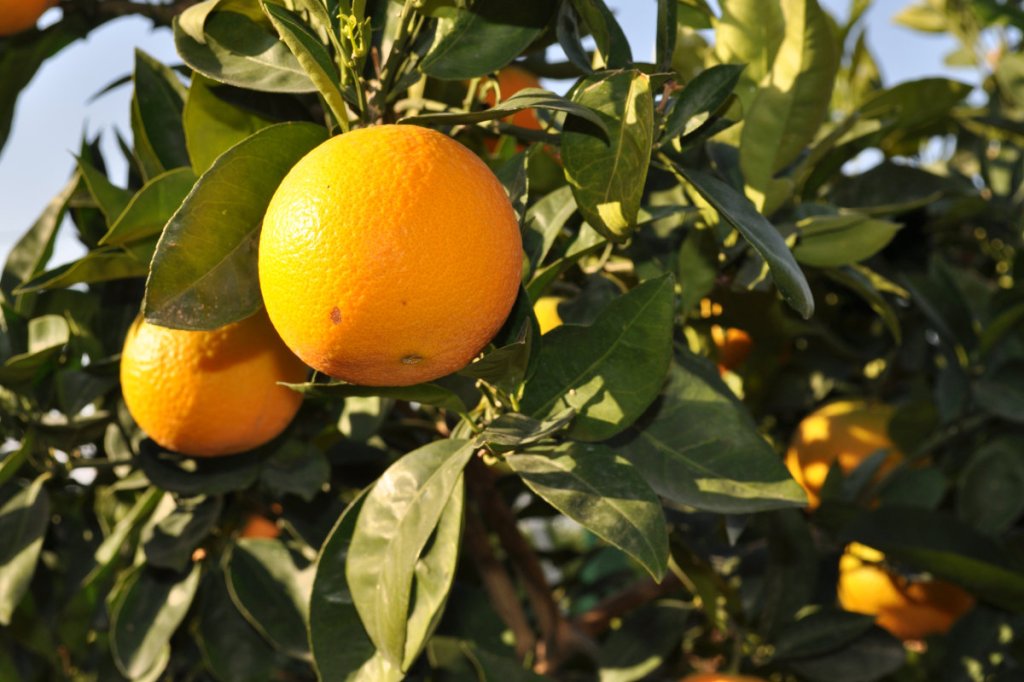 You Will Know the Tree by Its&nbsp;Fruit