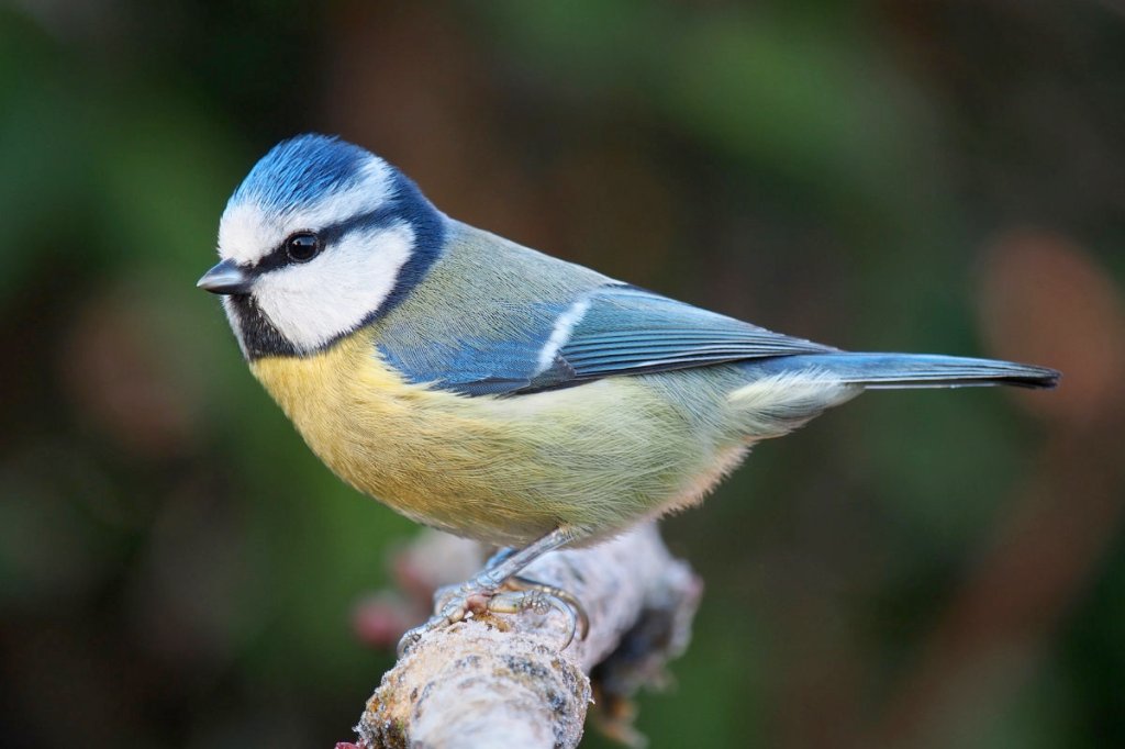 A pair of Blue Tits hijack a Garden Center’s&nbsp;birdhouse