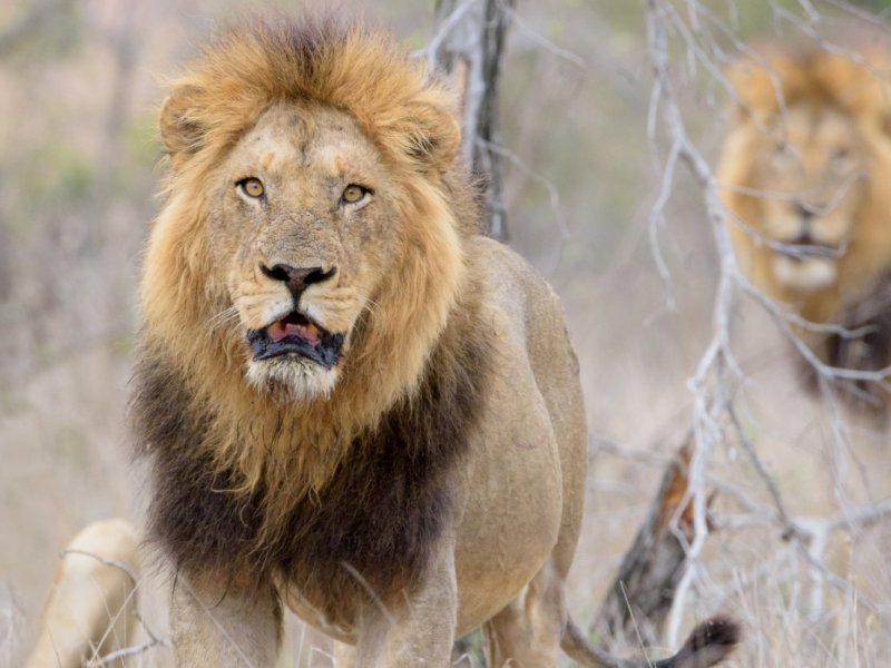 ¿Rugió Dios desde&nbsp;Sion?