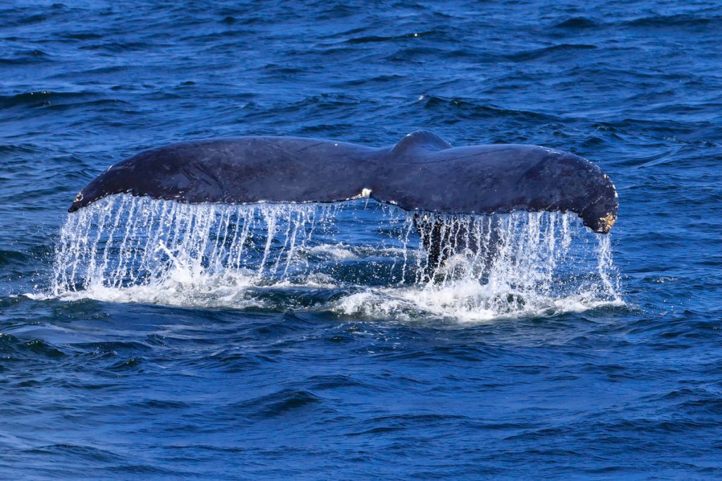 Documentary blames offshore wind farm for the recent rise in the dead whales on US east&nbsp;coast