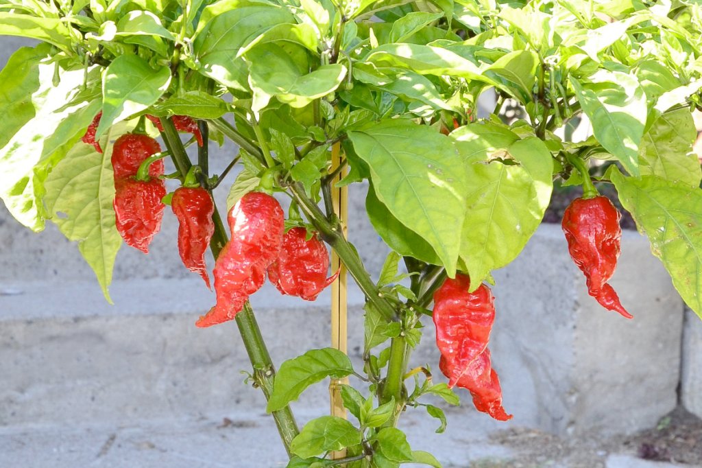 New ‘hot chili pepper’ world champion&nbsp;proclaimed