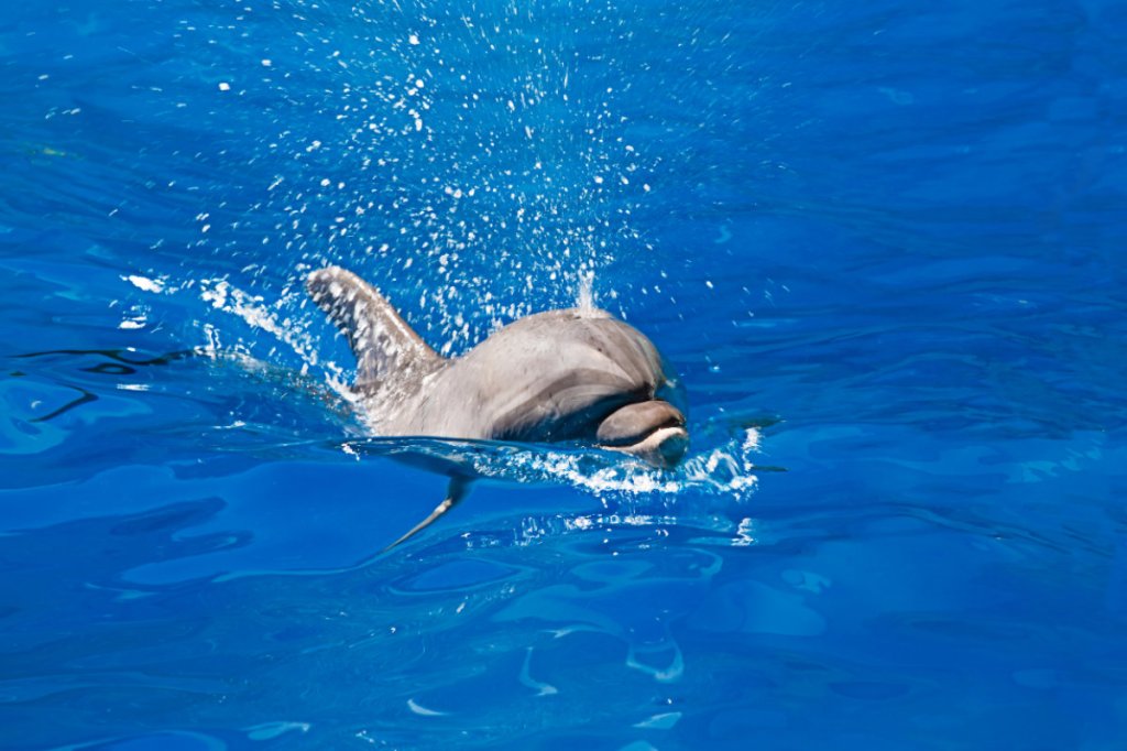 A dolphin drops by for a&nbsp;chat