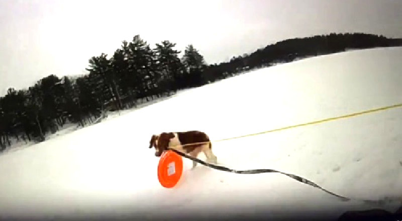Pet dog helps rescue owner who fell through ice on a Michigan&nbsp;lake