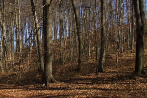 A wooded area in the winter