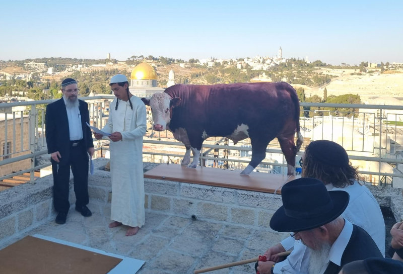 Did Orthodox Jews perform a practice round of the red heifer&nbsp;sacrifice?