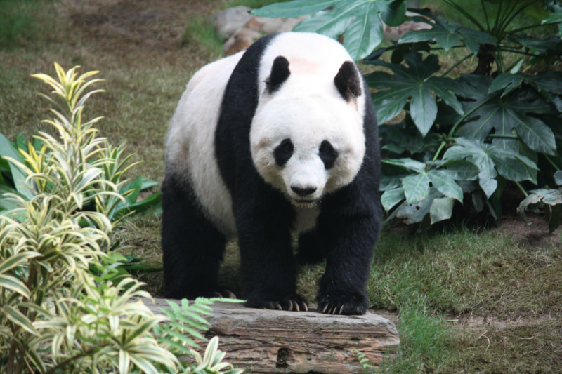 Those fake pandas: Who is telling the&nbsp;truth?