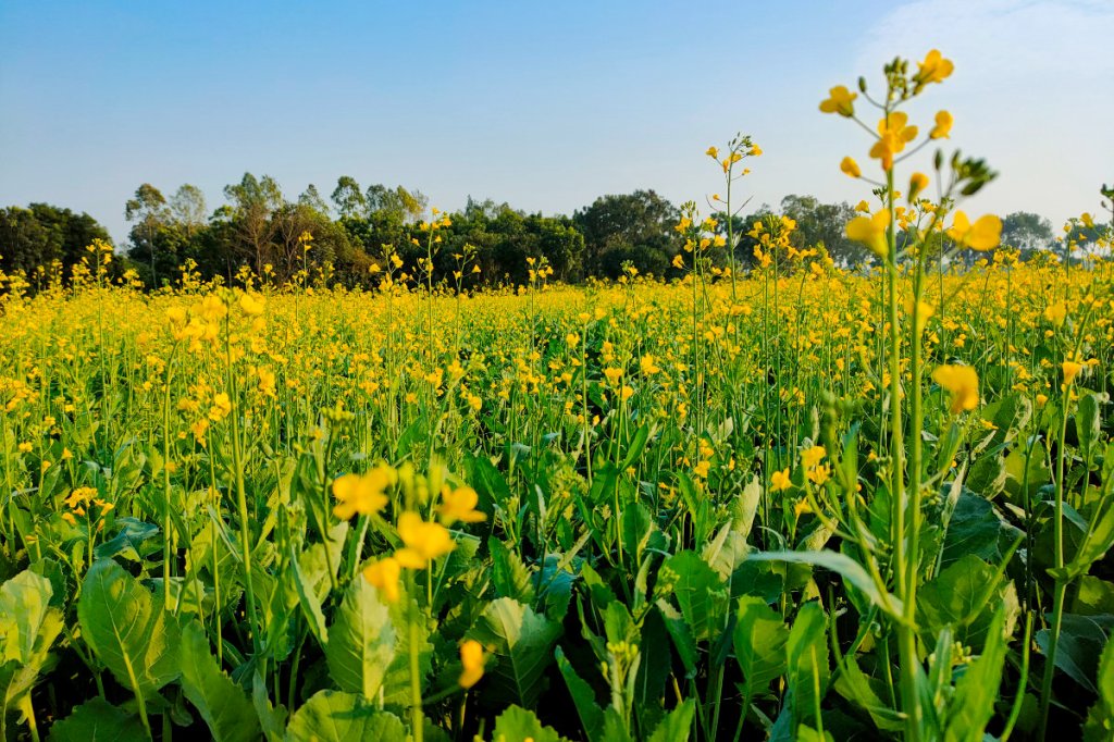 124 | Why did Jesus compare the Kingdom of God to an invasive&nbsp;weed?