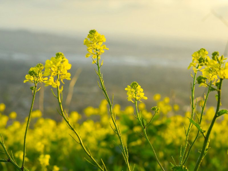 ¿Por qué Jesús comparó el Reino de Dios con una mala hierba&nbsp;invasora?
