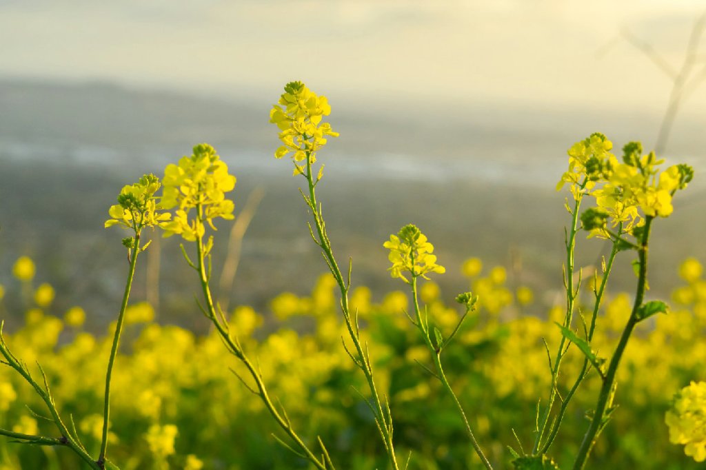 ¿Por qué Jesús comparó el Reino de Dios con una mala hierba&nbsp;invasora?