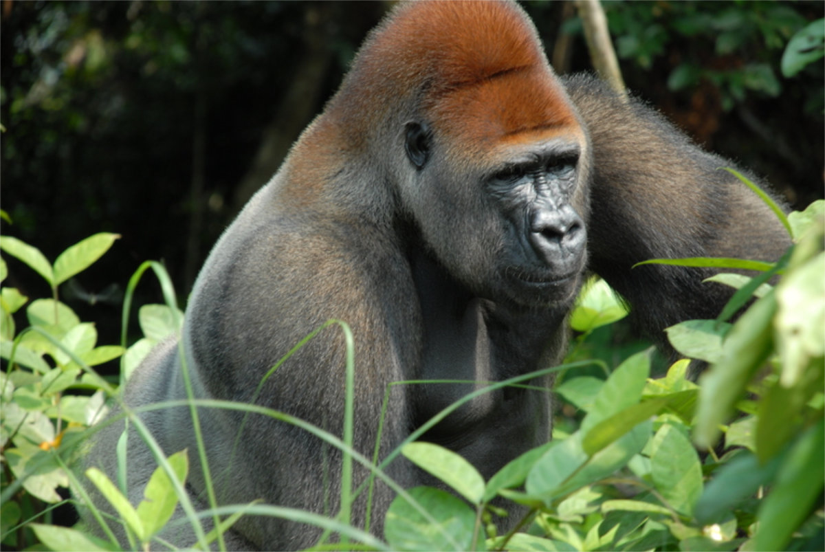 Silverback Gorilla in the Congo