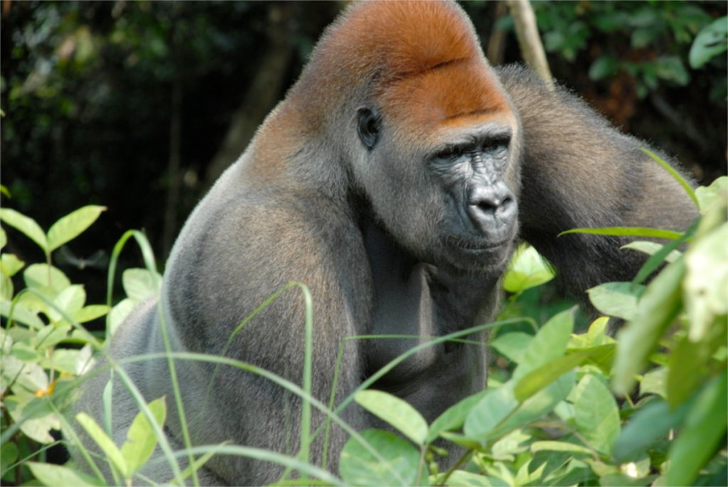 Do animals have rights? Are we&nbsp;animals?