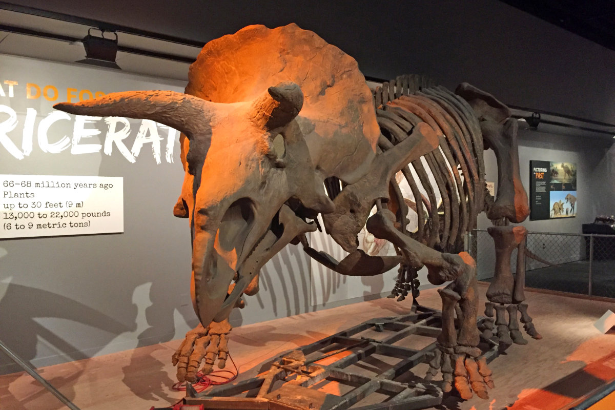 Triceratops skeleton at the Smithsonian Museum