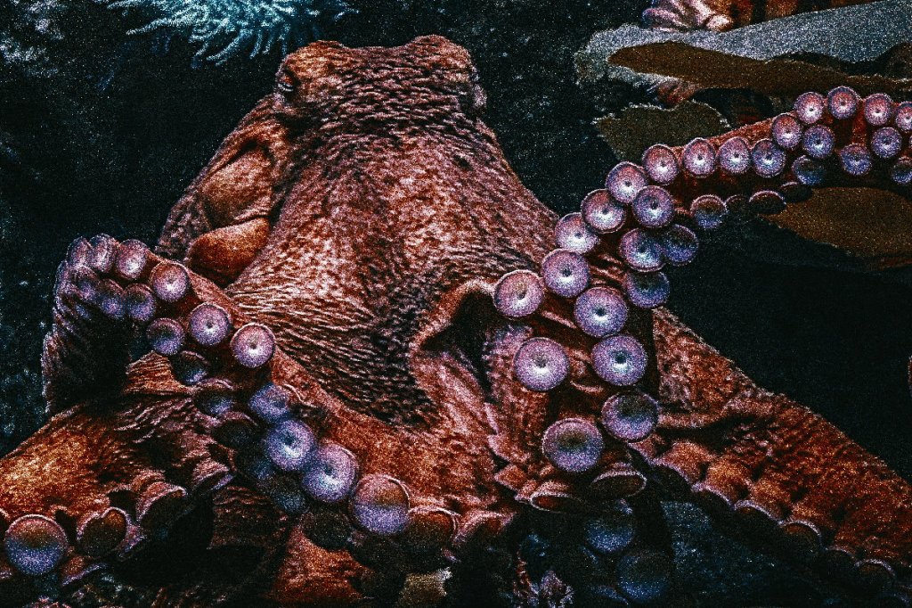 Science and our future: The Planet of the&nbsp;Octopuses