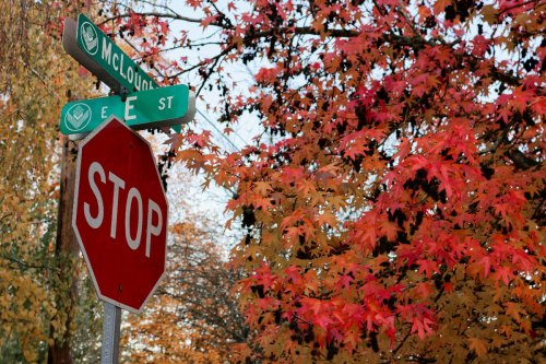 Stop Sign on a fall day